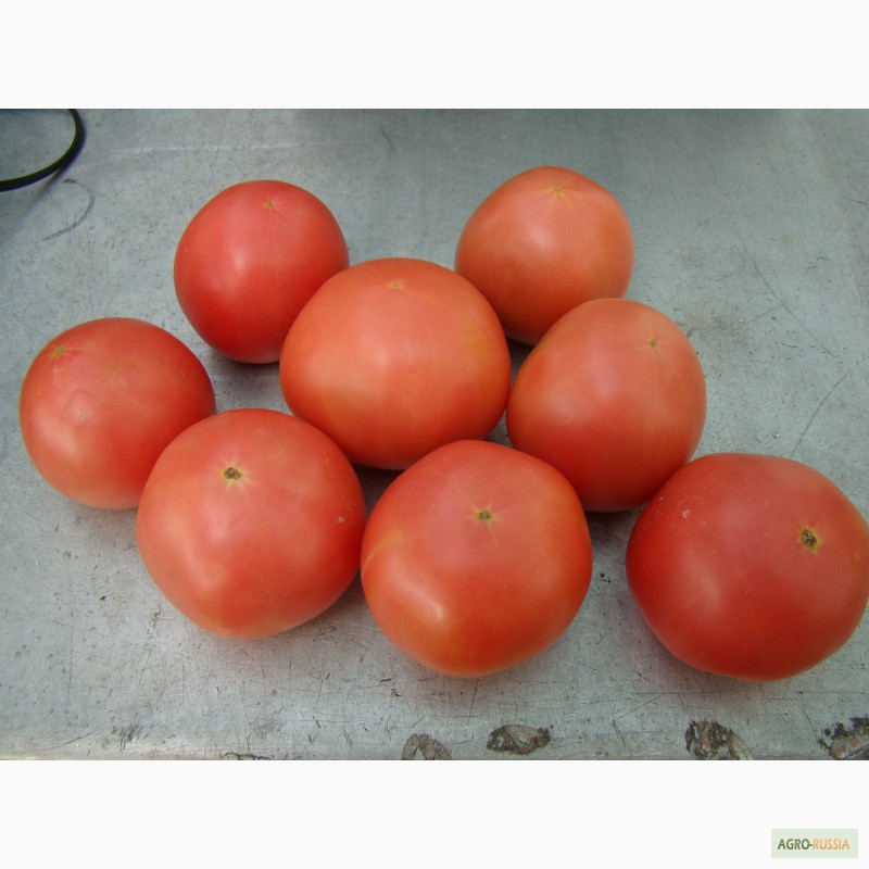 Фото 3. Продам тепличный помидор и огурец