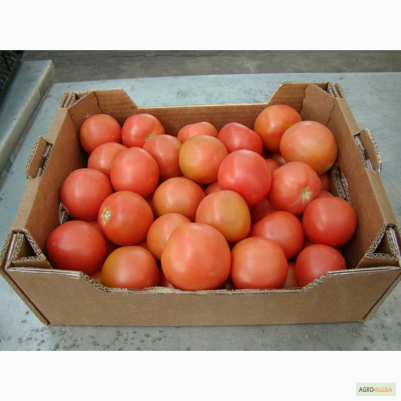 Фото 4. Продам тепличный помидор и огурец