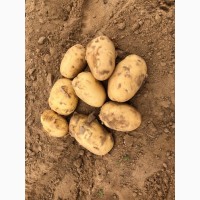 Продам продовольственный картофель, сорт Импала калибр 4-7