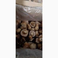 Продам гриб белый замороженный цельный, 100кг, только опт. г. Киров