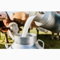 Пастеризованное молоко, жир 3, 6%; белок 3%