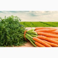 Морковь от 20 тонн