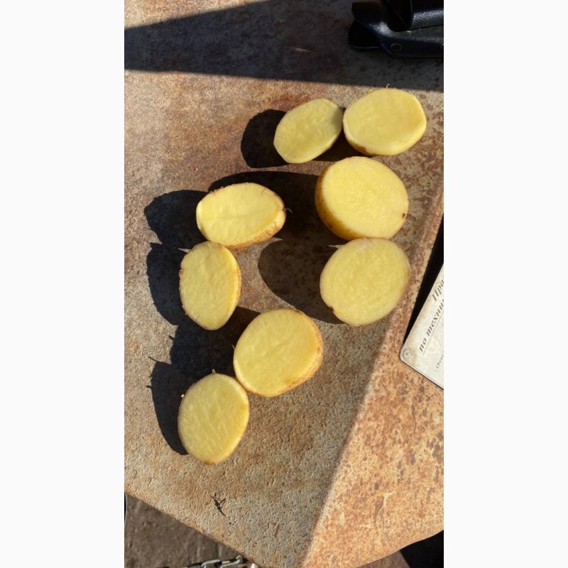Фото 3. Семенной картофель оптом от производителя 17 ₽