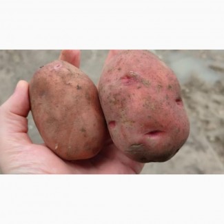 Картофель оптом 5+от производителя 27 руб./кг