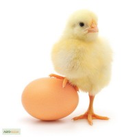 Декоративные куры, цыплята, яйцо инкубационое