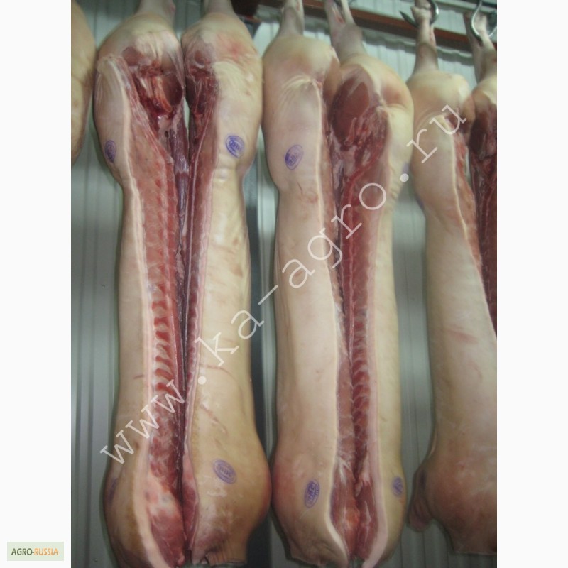 Фото 3. Купите мясо, свинина оптом от 1 тонны
