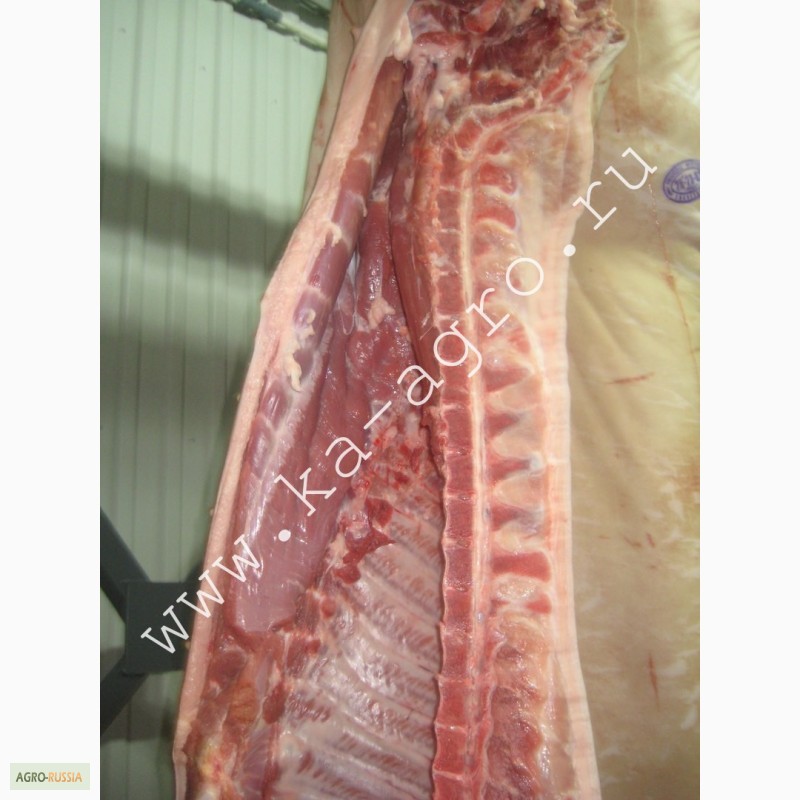 Фото 4. Купите мясо, свинина оптом от 1 тонны