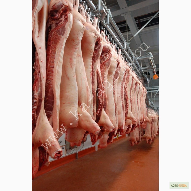 Фото 5. Купите мясо, свинина оптом от 1 тонны