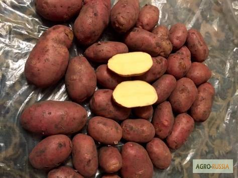 Продам картофель от производителя 9.5 руб/кг