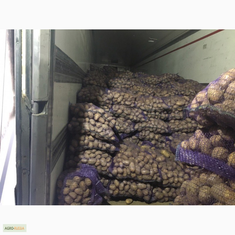 Фото 8. Продам картофель от производителя 9.5 руб/кг