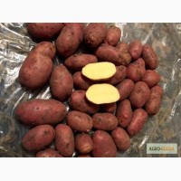 Продам картофель от производителя 9.5 руб/кг
