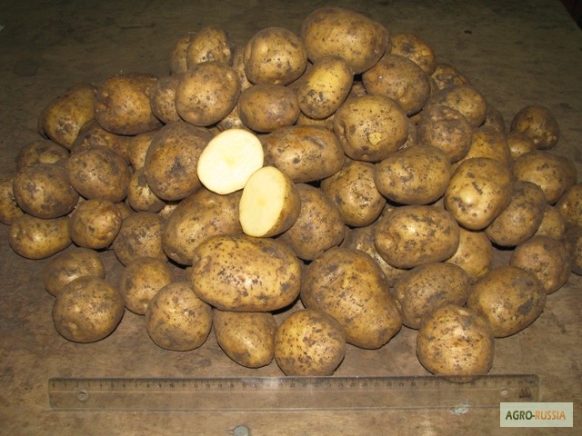 Фото 2. Продам картофель от производителя 9.5 руб/кг