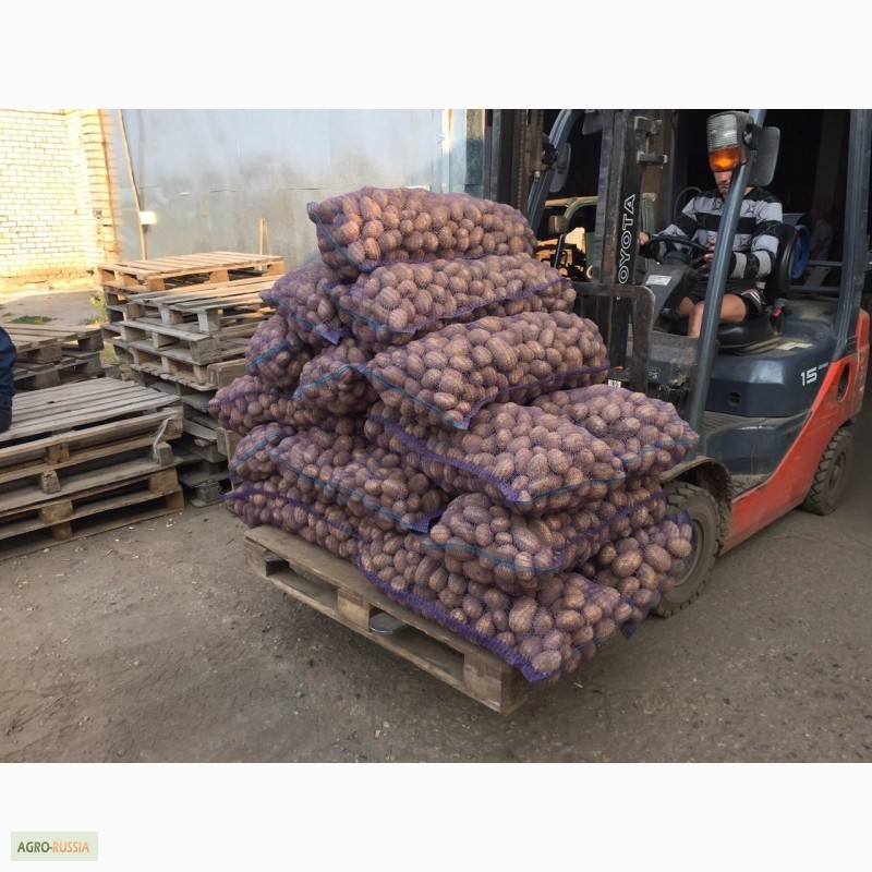 Фото 3. Продам картофель от производителя 9.5 руб/кг