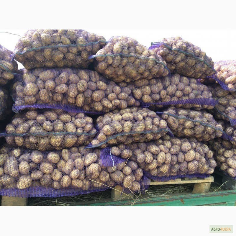 Фото 6. Продам картофель от производителя 9.5 руб/кг