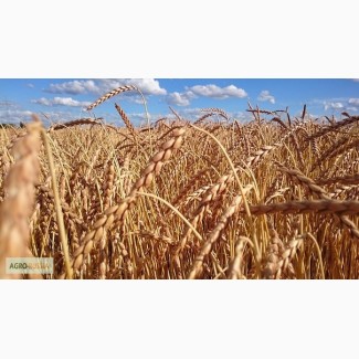 Семена Озимой пшеницы Нива Ставрополья