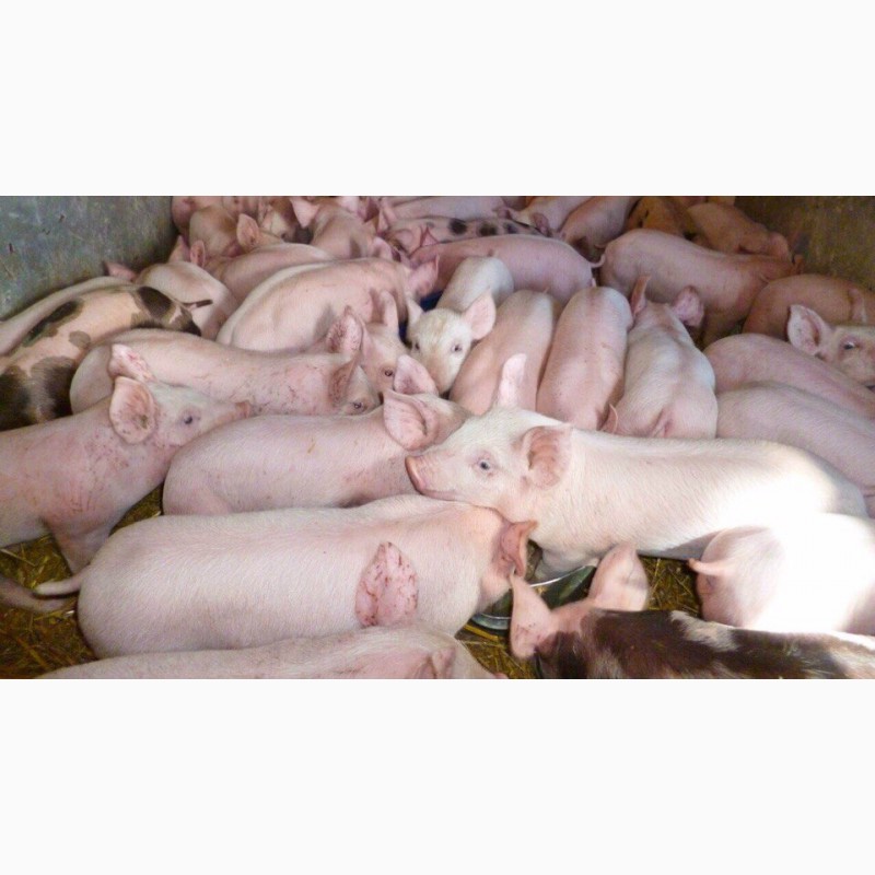 Свиньи в челябинске
