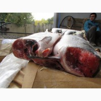ООО Сантарин, реализует рыбу.морепродукты, икру