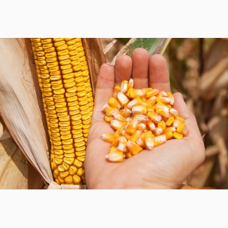 Семена кукурузы Росс 130 МВ (2016-2017 г.)