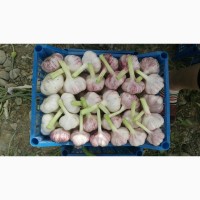 Продаю чеснок урожай казахстана