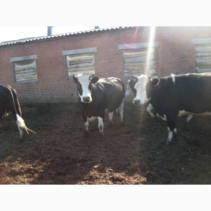 Фото 2. Нетели и коровы черно-пестрой породы