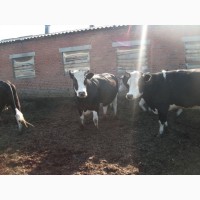 Нетели и коровы черно-пестрой породы
