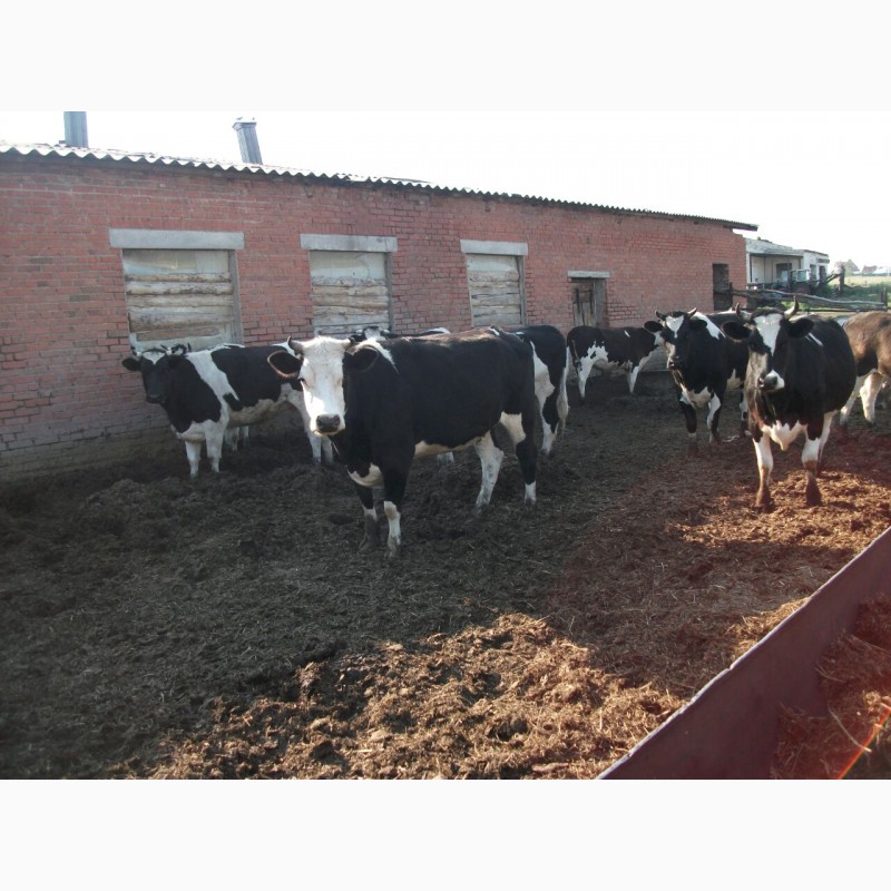 Фото 4. Нетели и коровы черно-пестрой породы