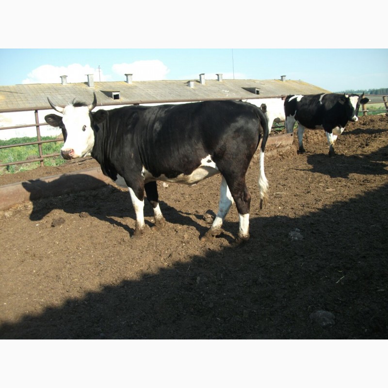 Фото 5. Нетели и коровы черно-пестрой породы