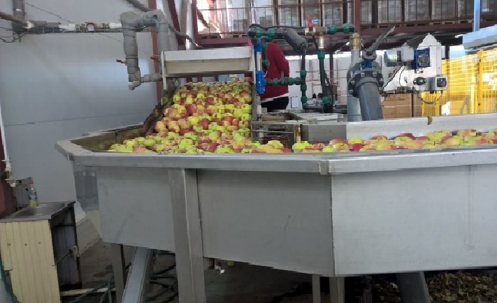 Фото 2. Продаем яблоки оптом от 1т из собственного хозяйства, склад в Волгограде
