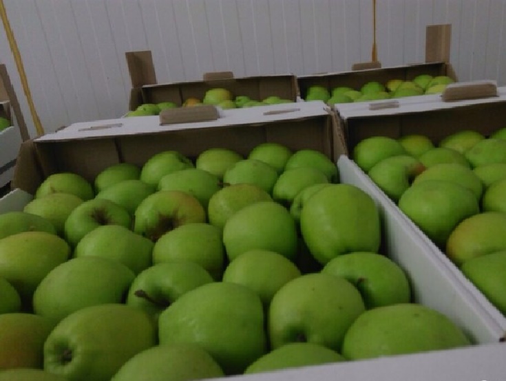 Фото 4. Продаем яблоки оптом от 1т из собственного хозяйства, склад в Волгограде