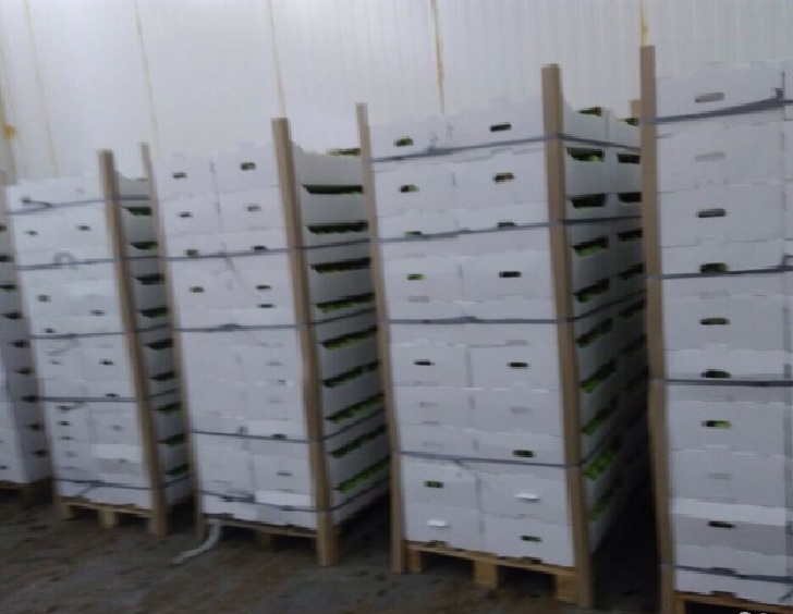 Фото 5. Продаем яблоки оптом от 1т из собственного хозяйства, склад в Волгограде