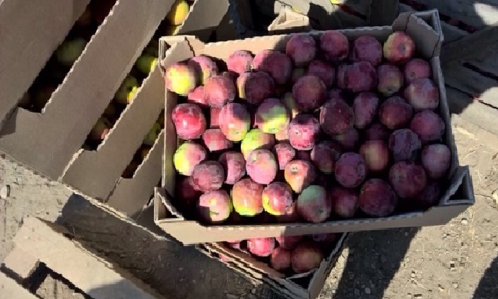 Фото 6. Продаем яблоки оптом от 1т из собственного хозяйства, склад в Волгограде