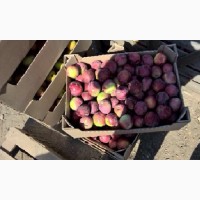 Продаем яблоки оптом от 1т из собственного хозяйства, склад в Волгограде