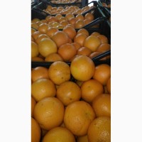 Предложение для оптовиков – партия свежих грейпфрутов по выгодной цене
