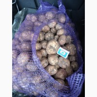 Молодой картофель, сорт Гала (урожай 2019) с полей Брянской области