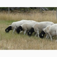 Овцы Бараны породы Дорпер