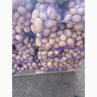 Картофель, сорт Аризона