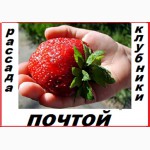 Рассада клубники(не усы) новейшего крупноплодного сорта Чамора Куркси-почтой
