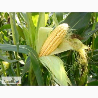 Гибриды семена кукурузы ДКС (МОНСАНТО, ДКС, Monsanto)