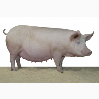 Свиноматки живым весом на убой