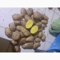 Продаем продовольственный картофель, сорт Фиделия
