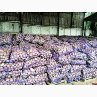 Продам картофель от 20 тонн производитель