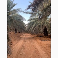 Финики Оптом из плантаций Саудовской Аравии