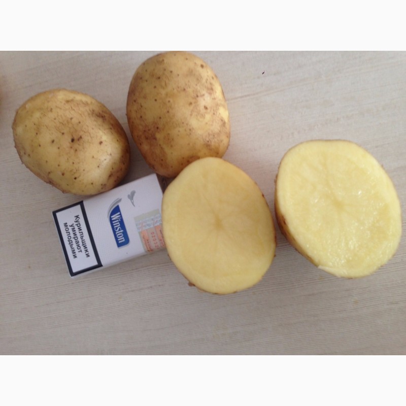 Фото 3. Купим картофель, чеснок, лук, морковь, свеклу. Самовывоз