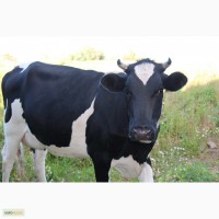 Продам молодую молочную корову