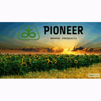 Гибриды семян подсолнечника ПИОНЕР (PIONEER)