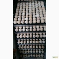 Инкубационное яйцо бройлера, индейка из европы