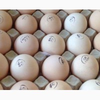 Инкубационное яйцо бройлера, индейка из европы