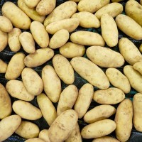 Молодой импортный картофель, урожай 2021 г, Египет
