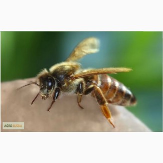 Продам плодных пчеломаток породы Карпатка