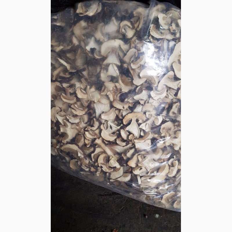 Фото 2. Белый сушеный гриб